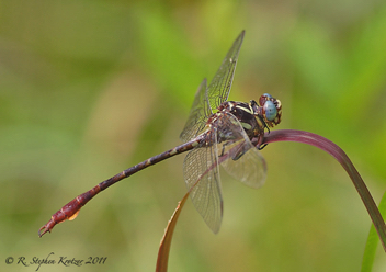 Aphylla williamsoni, male